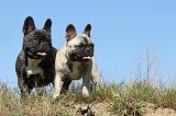 BOULEDOGUE FRANCAIS 499